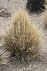 Festuca chrysophylla