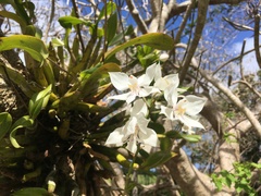 Caularthron bicornutum