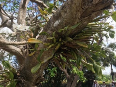 Caularthron bicornutum