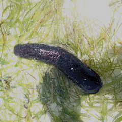 Holothuria leucospilota