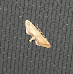 Idaea trypheropa