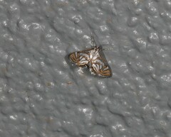 Anydraula pericompsa