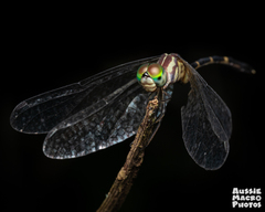 Nannophlebia eludens