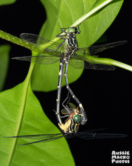 Austrogomphus prasinus
