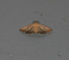 Pramadea lunalis