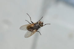 Nemoraea pellucida