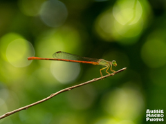 Ceriagrion aeruginosum