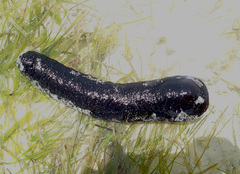Holothuria leucospilota