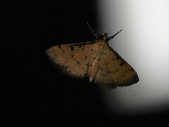 Herpetogramma hipponalis