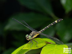 Austrogomphus prasinus