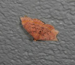 Homodes bracteigutta