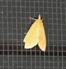 Hyalobathra brevialis