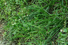 Chlorophytum comosum