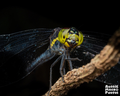 Agrionoptera longitudinalis biserialis