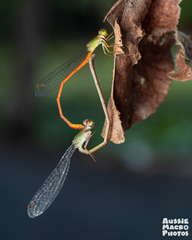 Ceriagrion aeruginosum