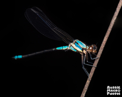 Diphlebia euphoeoides