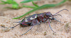 Cicindela hybrida