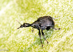 Allapoderus