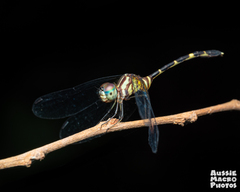 Nannophlebia eludens