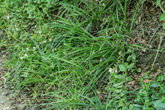 Chlorophytum comosum