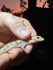 Eremiascincus richardsonii