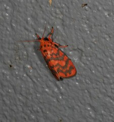 Miltochrista quadrilineata