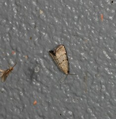 Narangodes
