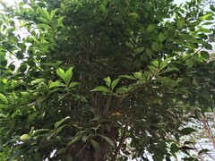 Citharexylum spinosum