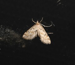 Parapoynx crisonalis