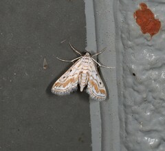 Parapoynx dentizonalis