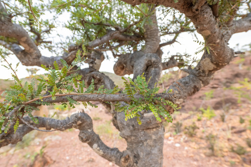 Boswellia socotrana