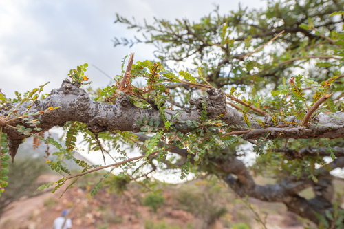 Boswellia socotrana image