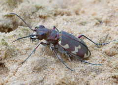 Cicindela hybrida