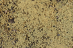 Pycnophyllum tetrastichum