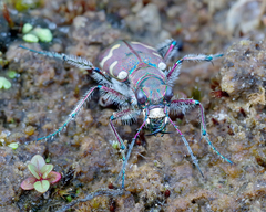 Cicindela hybrida