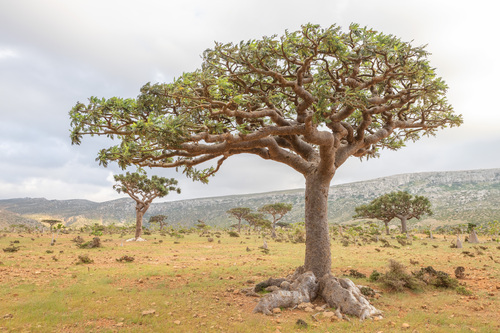 Boswellia image