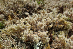 Racomitrium lanuginosum