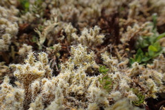 Racomitrium lanuginosum