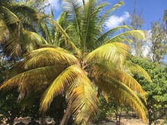 Cocos nucifera