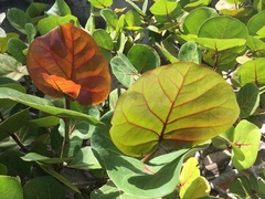 Coccoloba uvifera