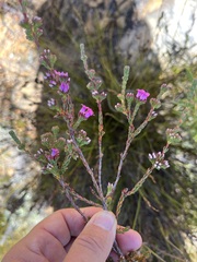 Erica daphniflora