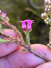 Erica daphniflora