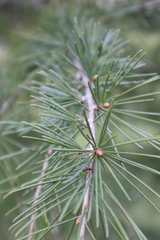 Cedrus