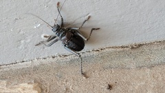 Hetrodes pupus