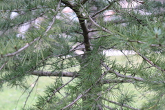 Cedrus