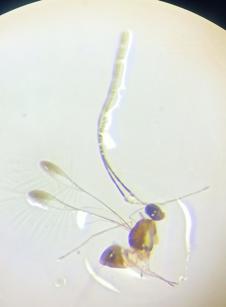 Mymar taprobanicum