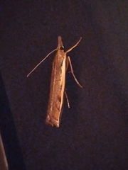 Orocrambus flexuosellus