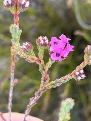 Erica daphniflora