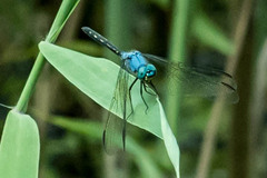 Trithemis stictica