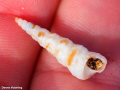 Turritella turbona